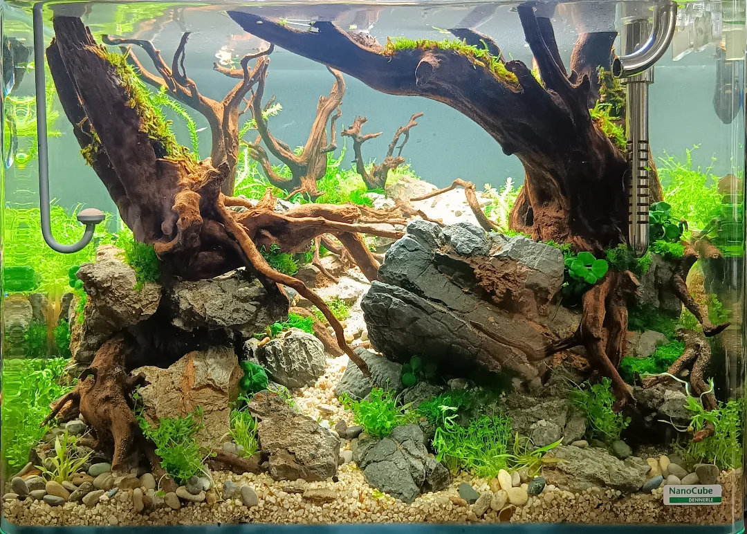 Die 4 Phasen der Einfahrphase – Was wirklich im Aquarium passiert