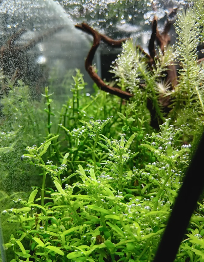 CO₂ im Aquarium – Warum es für gesunde Wasserpflanzen so wichtig ist