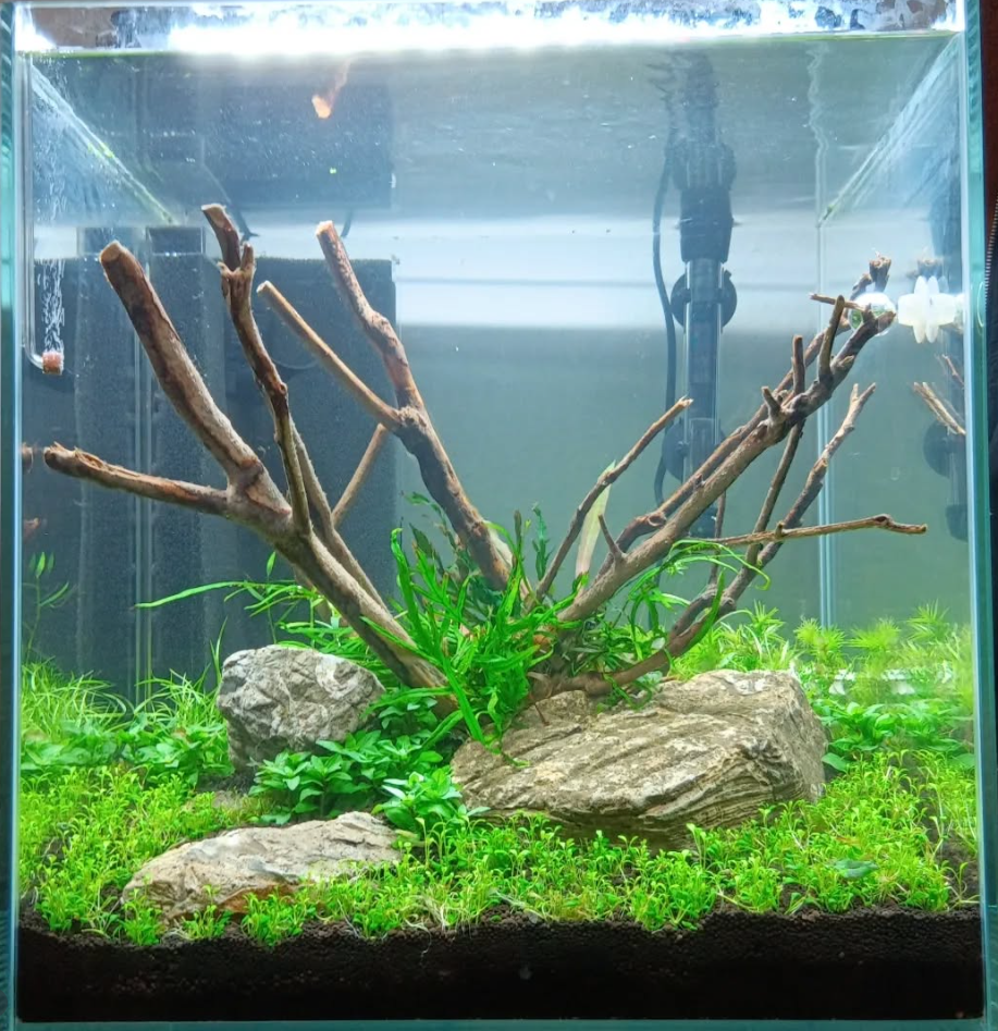 Der normale Start eines Aquariums – Schritt für Schritt zum erfolgreichen Pflanzenbecken