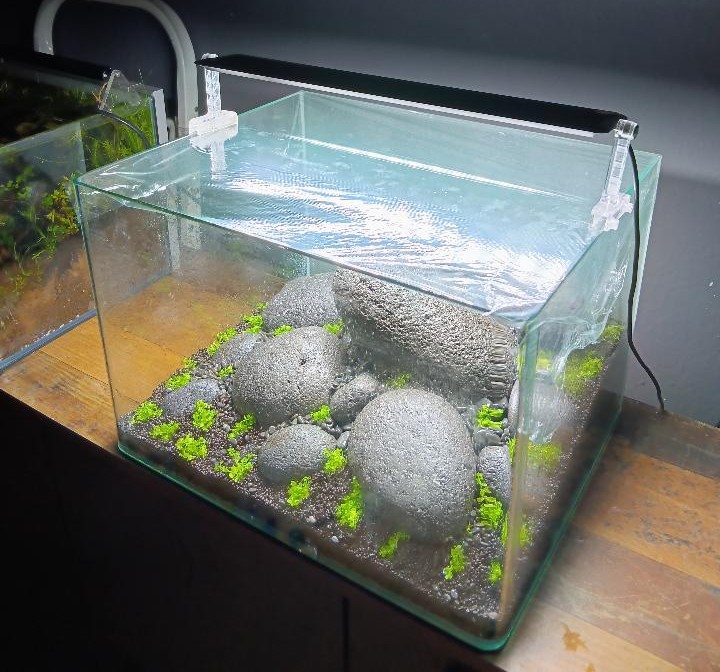 Dry Start im Aquarium – Der ideale Start für einen dichten Pflanzenteppich