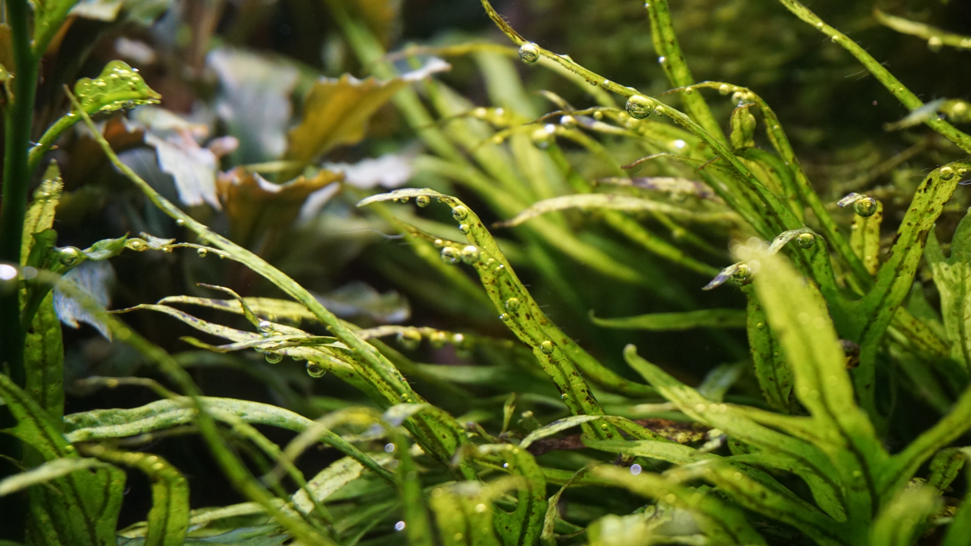 5 Wasserpflanzen für Anfänger