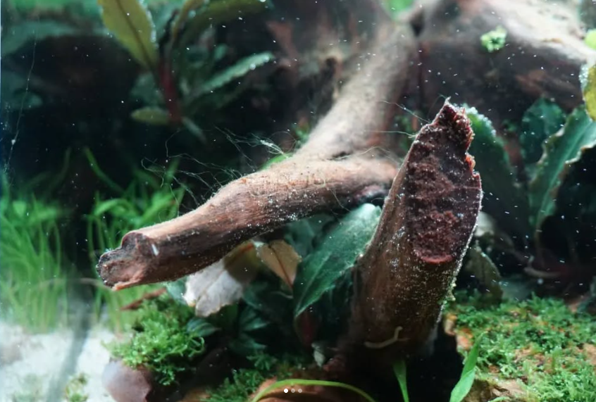 Warum Aquarien in den ersten 12 Wochen instabil werden